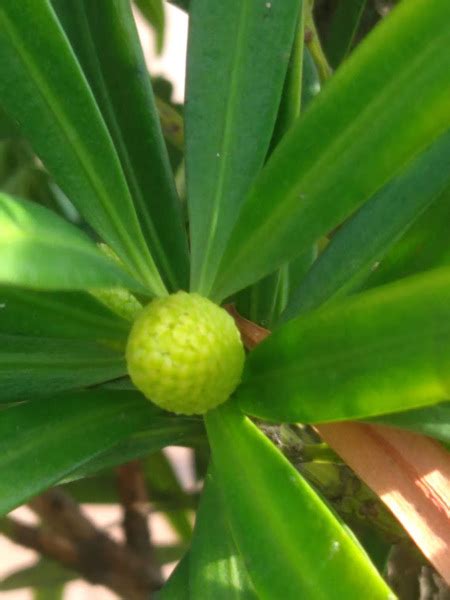 羅漢松開花|羅漢松生長與開花